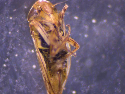 Réf. 186 115 : Circulifer haematoceps